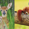 Auzou-Baby animals