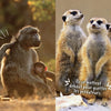 Les animaux de la savane