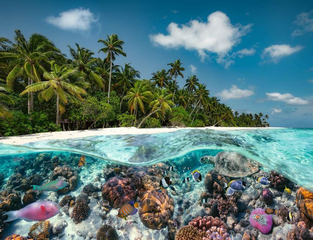 A Dive in the Maldives